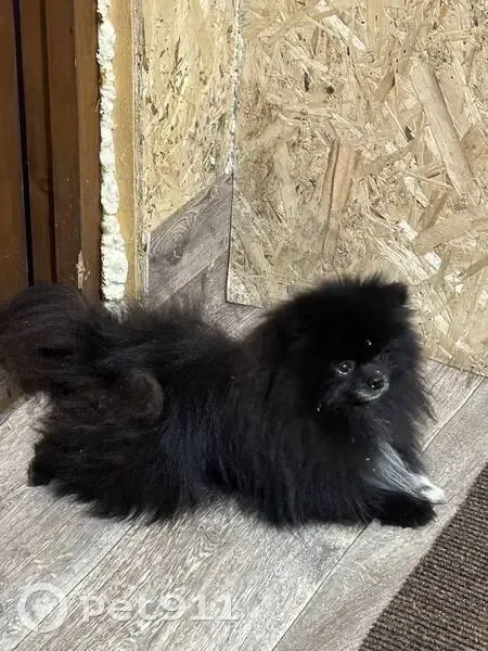 Шпиц найден: Берёзовая ул., Омск - photo