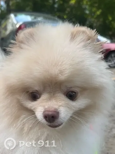 Шпиц найден: ул. Красных Партизан, Краснодар - photo