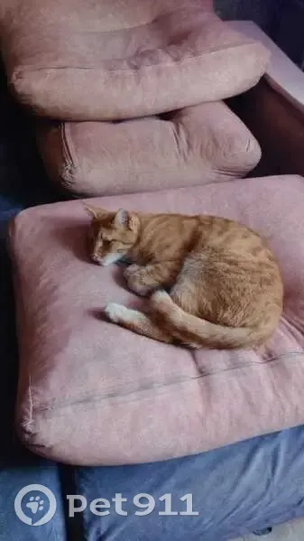 Найдена рыжая кошка, ул. Первомайская - photo