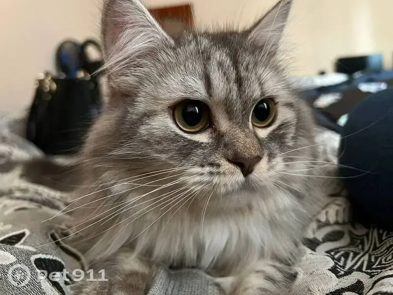 Пропала кошка на трассе Р-298, Рогачёвка - photo