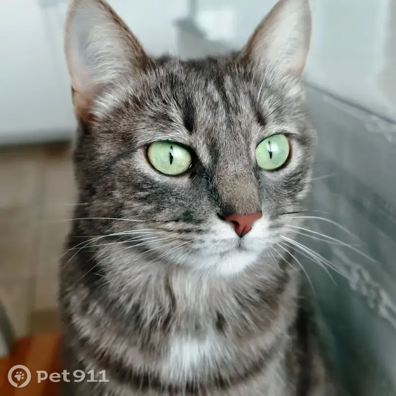 Пропала серая кошка, Новосемейкино - photo