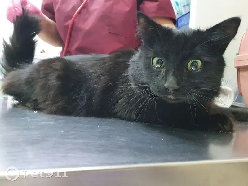 Найдена кошка, ул. Декабристов, 35А - photo