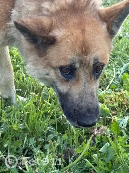 Собака найдена: Колковская ул., Горицы - photo