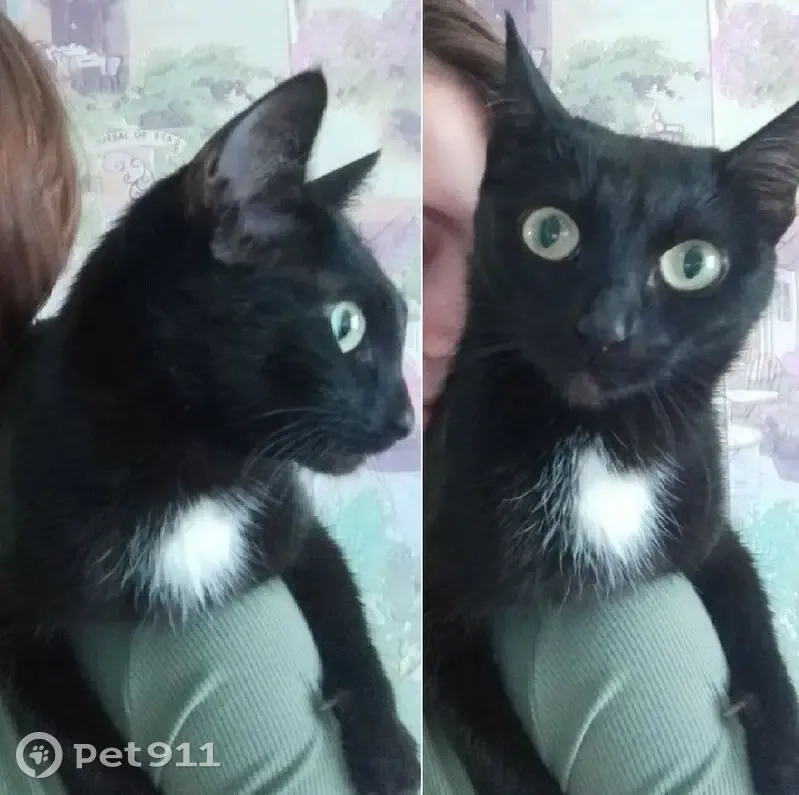 Пропала кошка, ул. Матросова, 9Б, Крск. - photo