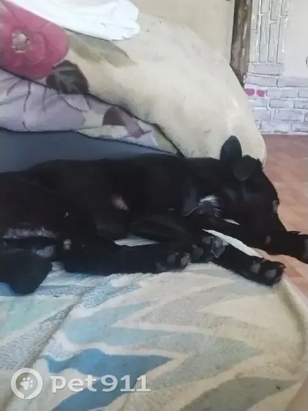 Черная собака найдена, Славянская 67, Краснодар - photo