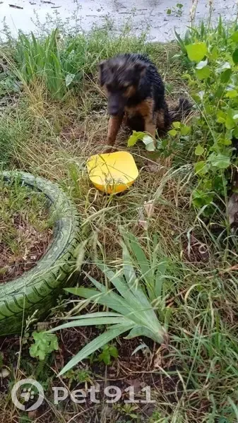 Собака найдена на ул. Гайдара, Липецк - photo