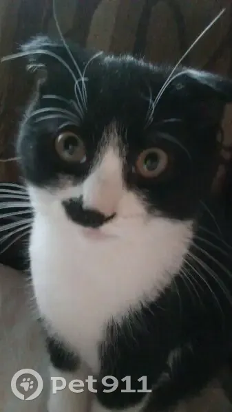 Пропала кошка, Тверская обл., 28Н-0546 - photo