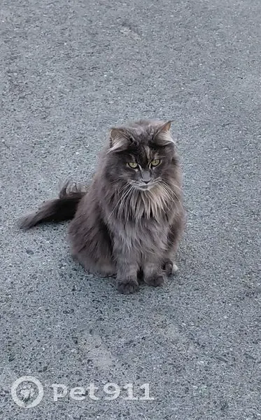 Кошка найдена, Мичуринский, Тропа здоровья - photo