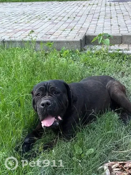 Собака найдена: Афипский пер., 7, Краснодар - photo