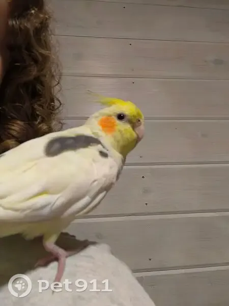 Пропал попугай, ул. Строителей, 34 - photo