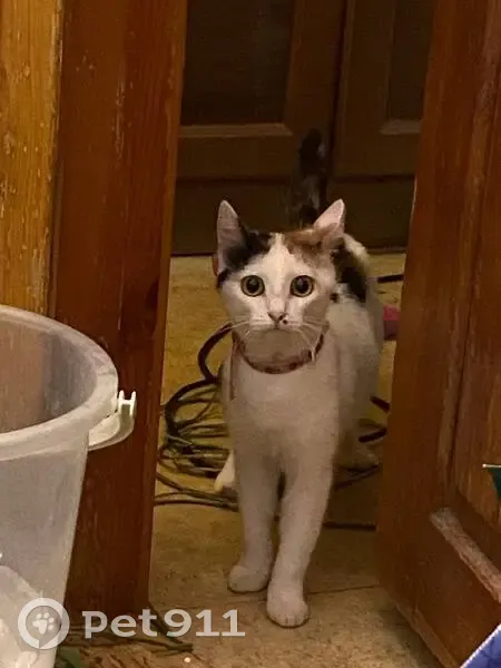 Пропала кошка, Садовая ул. 39, Новозыбков - photo