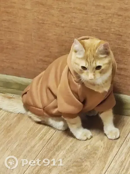 Пропала кошка на Ладо Кецховели, 58 - photo