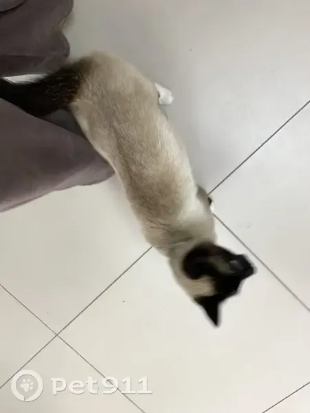 Найдена кошка, Чебоксары, Чувашия - photo