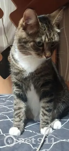 Пропала кошка, ул. Свердлова, 26, Качканар - photo