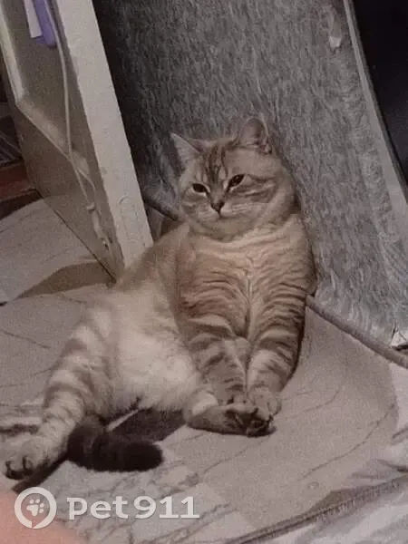 Пропала кошка, Мареевская ул. 18, Демидов - photo