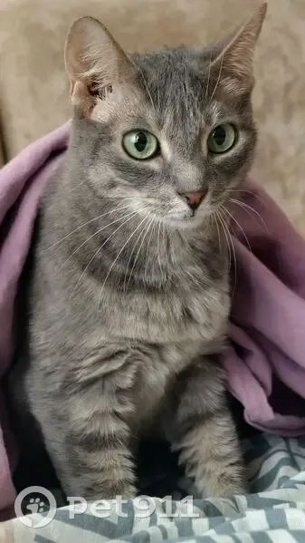 Пропала кошка, Ставропольская 14, Москва - photo