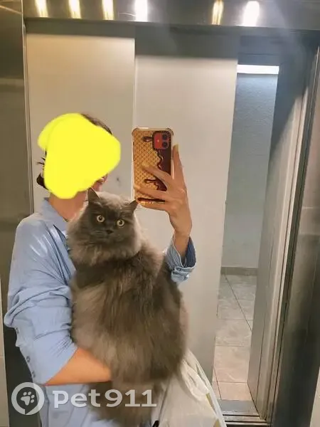 Кошка найдена: Московская ул., 118 к1, Краснодар - photo