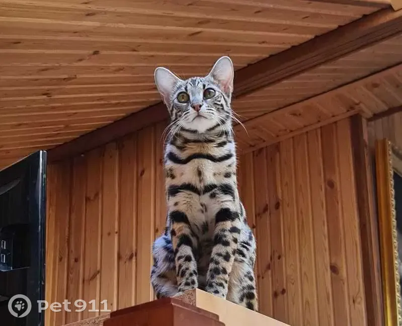 Пропала бенгальская кошка, Разливная ул. - photo