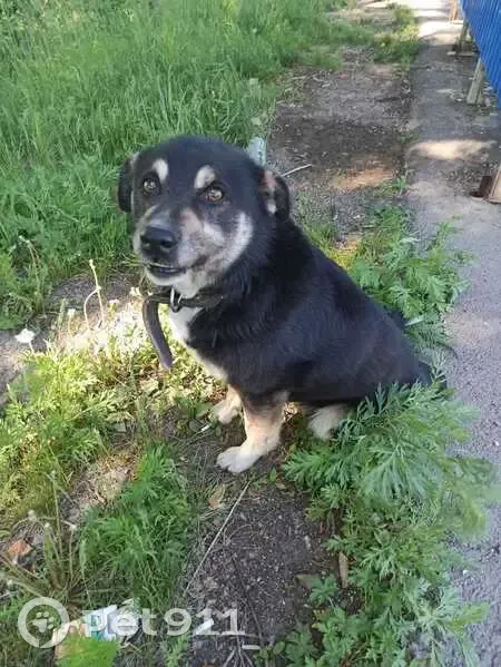 Собака найдена в Есаульском, Красноярск - photo