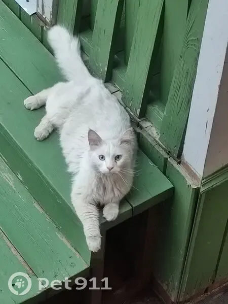 Кот найден на рея порту, Чебоксары - photo