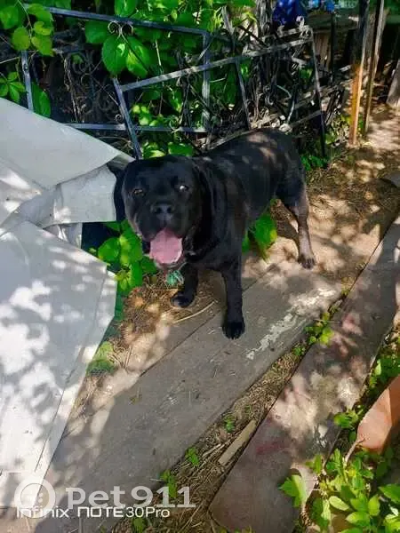 Лабрадор найден: Ульяновская обл., 73К-1435 - photo