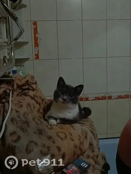 Пропала кошка, ул. Кирова 12, Сафоново - photo