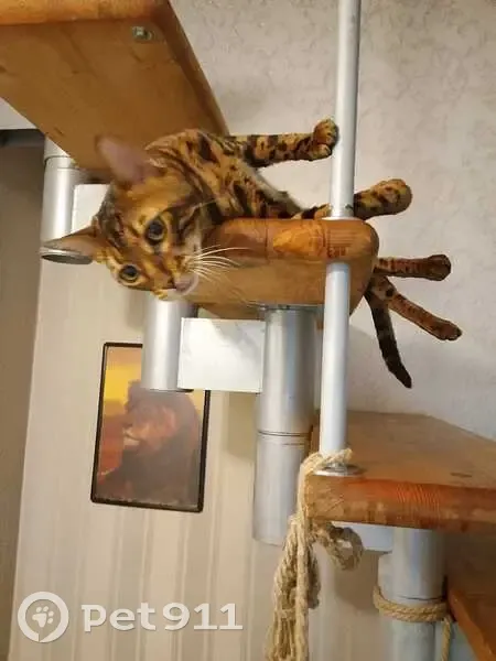 Пропала кошка, ул. Труда, 40, Краснодар - photo