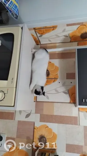 Пропала кошка, ул. Труфанова, 21 к2 - photo