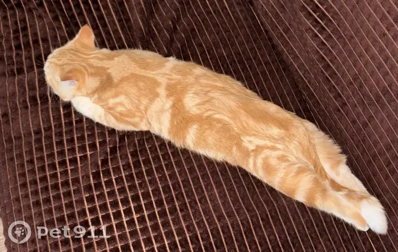 Пропала кошка в с. Куниб, Коми - photo