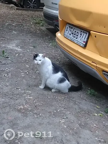 Кошка найдена, Фортунатовская ул., Москва - photo