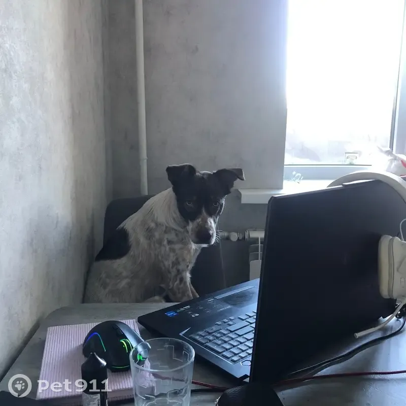 Пропала собака в Хмелевке, Саратовская обл. - photo