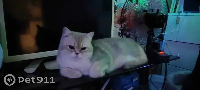 Пропала кошка, д. Новая, Ленобласть. - photo