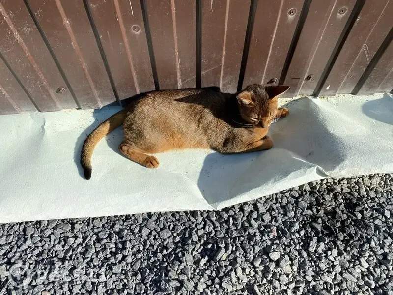 Пропала абиссинская кошка, Восток, НО - photo