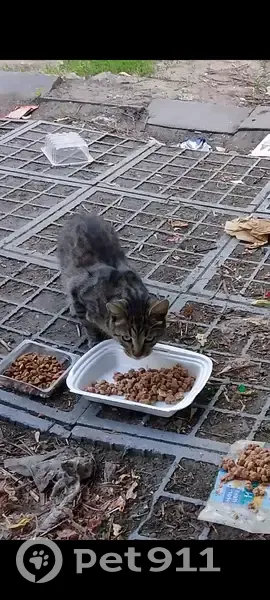 Кошка найдена: Мироновская ул, 33 с28 - photo