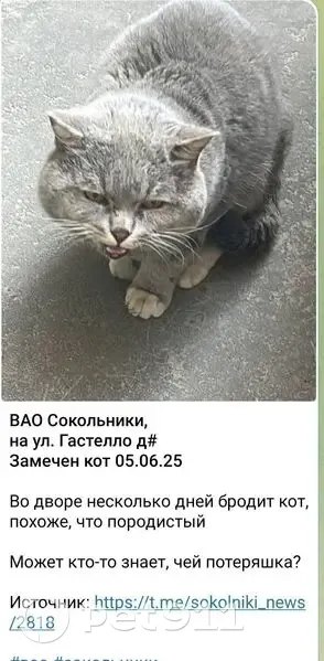 Кошка найдена, ул. Гастелло 37, Москва - photo