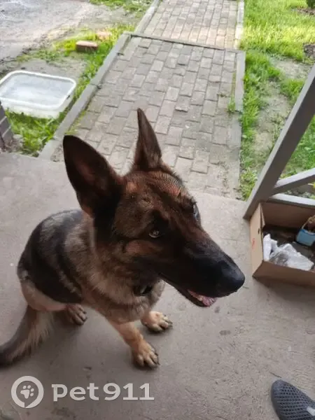 Собака найдена в Вологодской области - photo