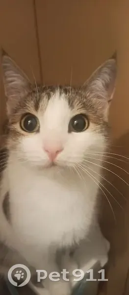 Пропала кошка, ул. Горняков, 82, Рудный - photo