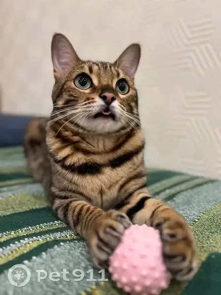 Пропала кошка Микки, Уютная ул., 12, Западный - photo