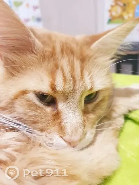 Пропала рыжая кошка, Феодосийская ул. - photo