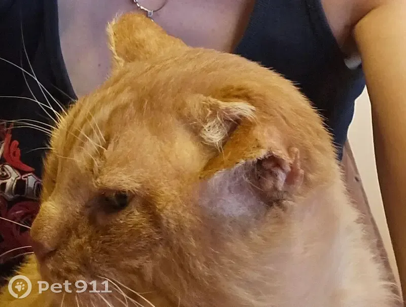 Пропала кошка в Пискалах, Самарская обл. - photo