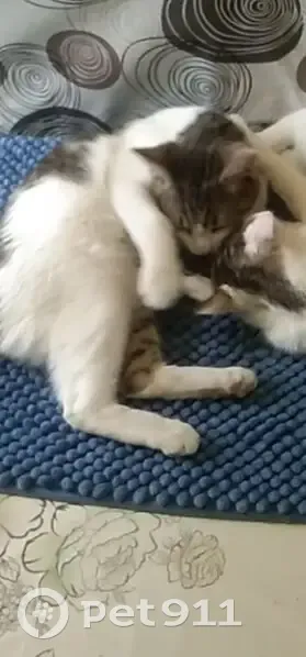 Пропала кошка, Артёма 13, Воронеж - photo