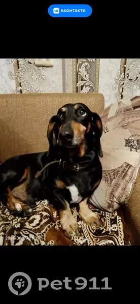 Боровичи: найдена собака, Псковская дорога - photo