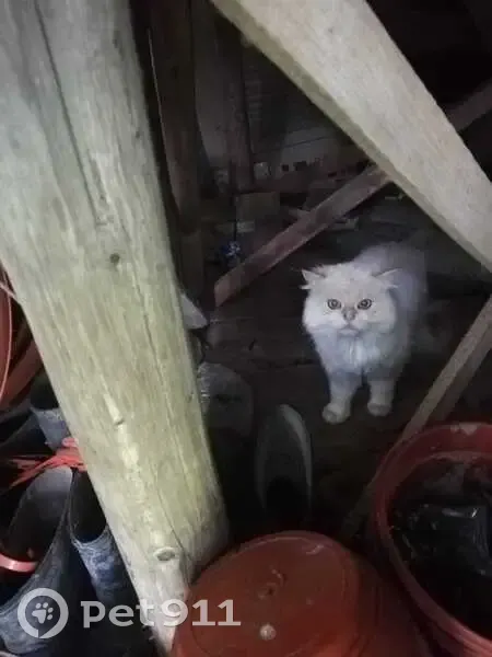 Кошка найдена: Старое Селезнево, Ярославль - photo