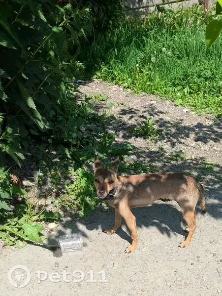 Собака найдена на Плеханова, Томск - photo