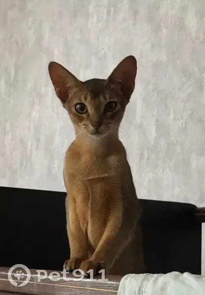 Пропала кошка, ул. Маресьева, Михайловск - photo