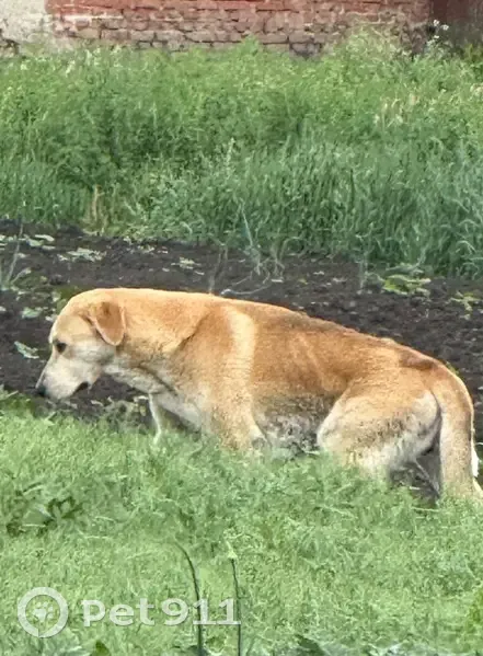 Собака найдена, Тамбовская обл. - photo