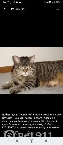 Пропала кошка: 2-я Коммунистическая, 107А - photo