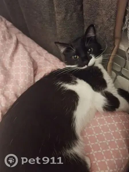 Пропал кот, Симферопольская 2/2, Краснодар - photo