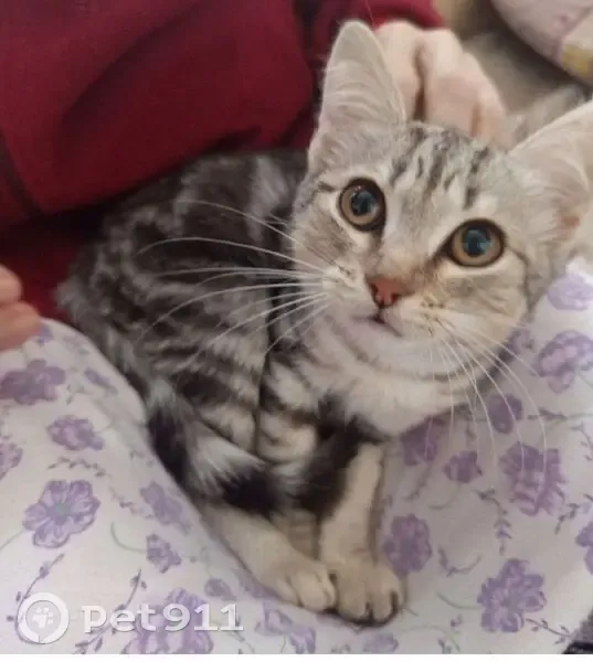 Пропала кошка, ул. Победы 81, Колпашево - photo