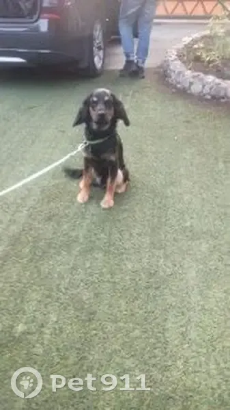 Собака найдена у поселка Поросозеро - photo